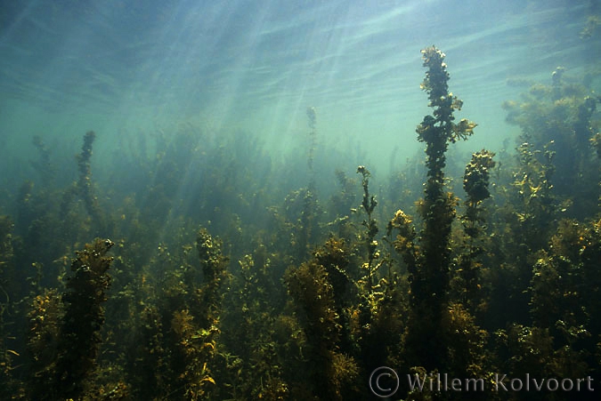 Canal with Rigid Hornwort