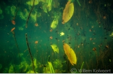 Weerspiegeling met watergentiaan en gele plomp.