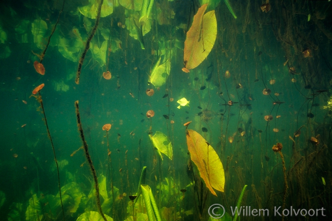 Weerspiegeling met watergentiaan en gele plomp.