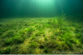 Landscape with algae