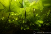 Yellow Water-lily ( Nuphar lutea ) 