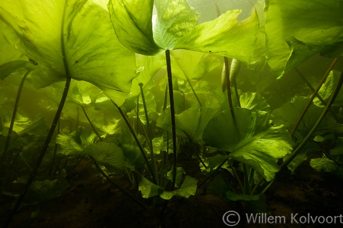 Gele plomp ( Nuphar lutea ). 