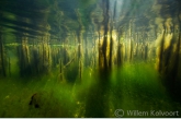 Landscape with Bulrush and Algae