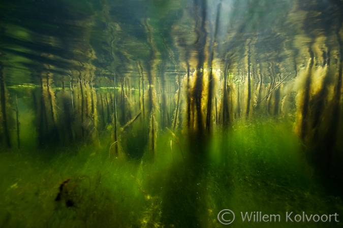 Landscape with Bulrush and Algae