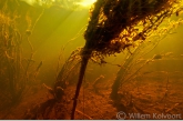 Roestvlokken overdekken de waterplanten.