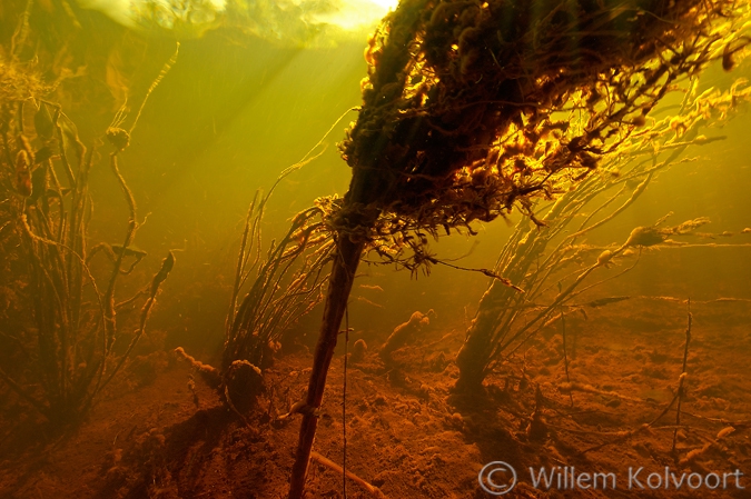 Roestvlokken overdekken de waterplanten.