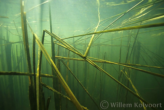 Lisdodden (Typha latifolia) in de herfst.