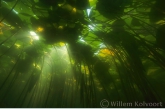 Onder de gele plomp (Nuphar lutea).