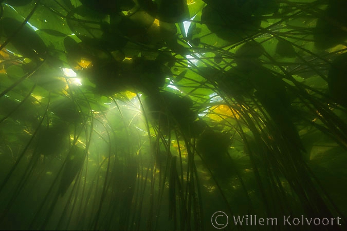 Onder de gele plomp (Nuphar lutea).