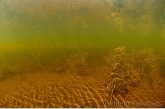 Bodem met stomp fonteinkruid (Potamogeton obtusifolius).