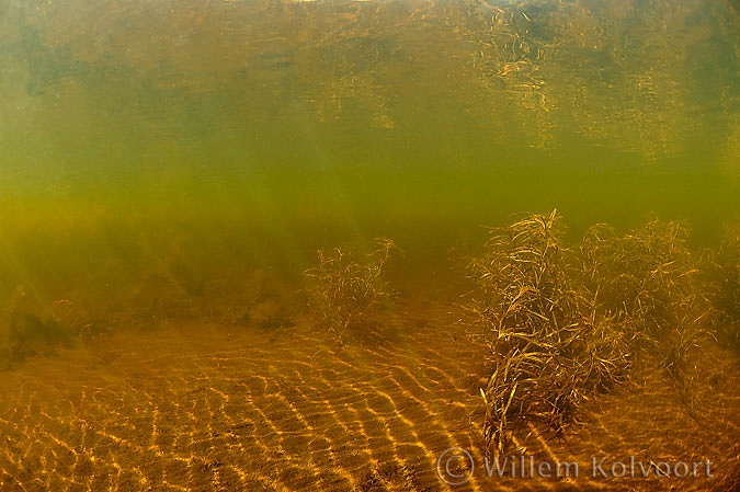 Bodem met stomp fonteinkruid (Potamogeton obtusifolius).