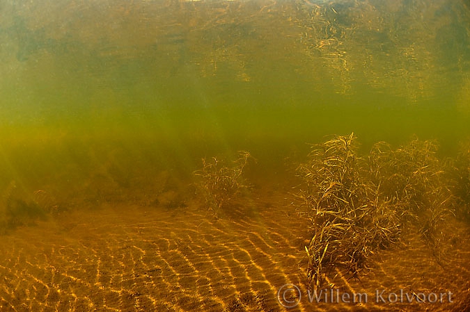 Bodem met stomp fonteinkruid (Potamogeton obtusifolius).