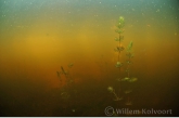 Landschap met hoornblad (Ceratophyllum demersum) .