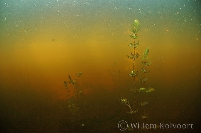 Landschap met hoornblad (Ceratophyllum demersum) .