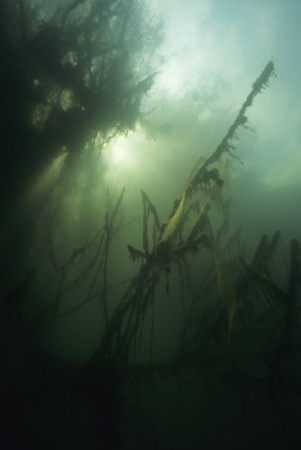 Branches with Algae