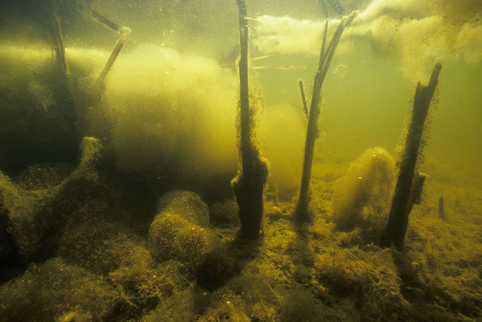 Algae in the ditch