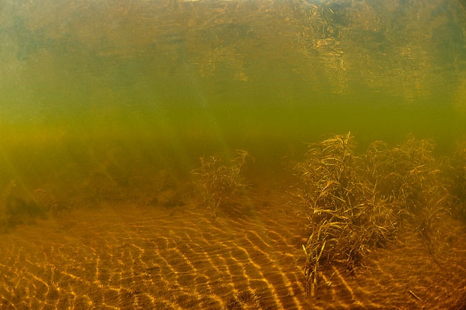 Bottom with pondweed