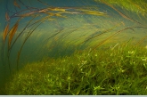 Floating Pondweed and  Starwort