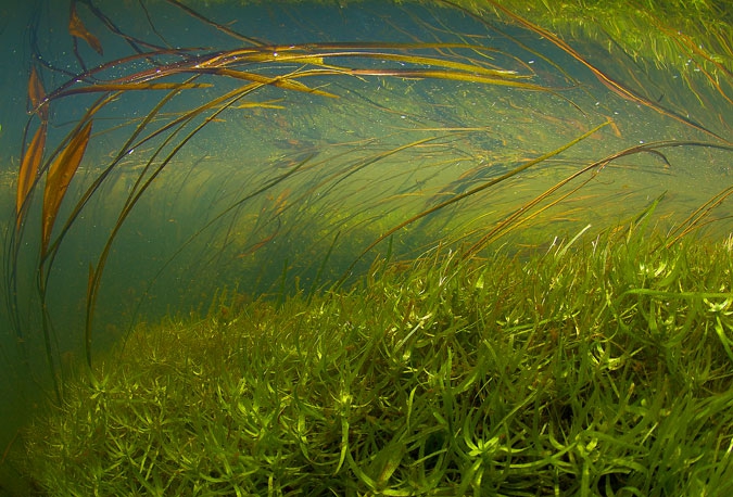 Floating Pondweed and  Starwort