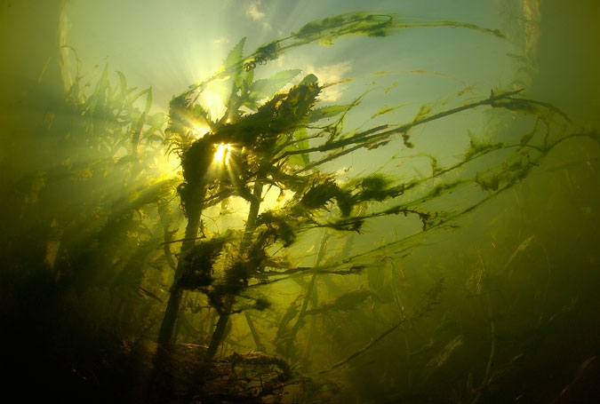 Yellow Water-cress