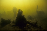 Algae landscape in autumn