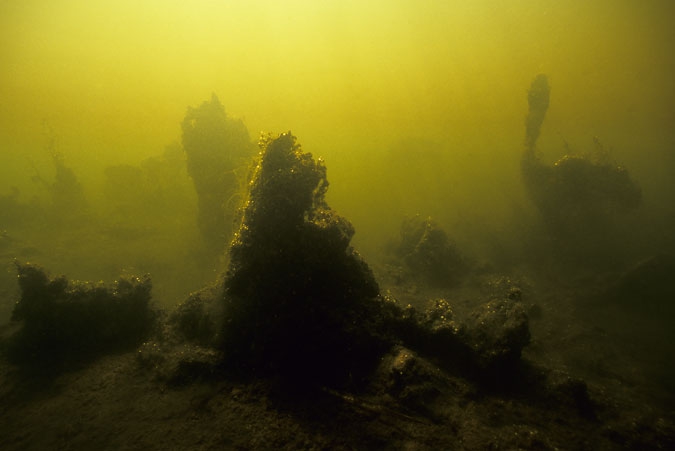 Algae landscape in autumn