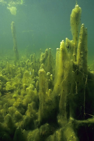 Landscape with algae