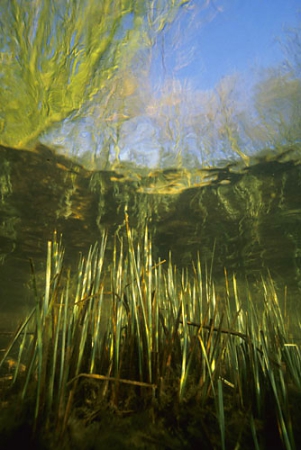 Landscape with Sedge