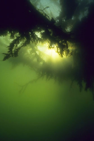 Branches with Algae