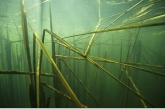 Bulrush in autumn