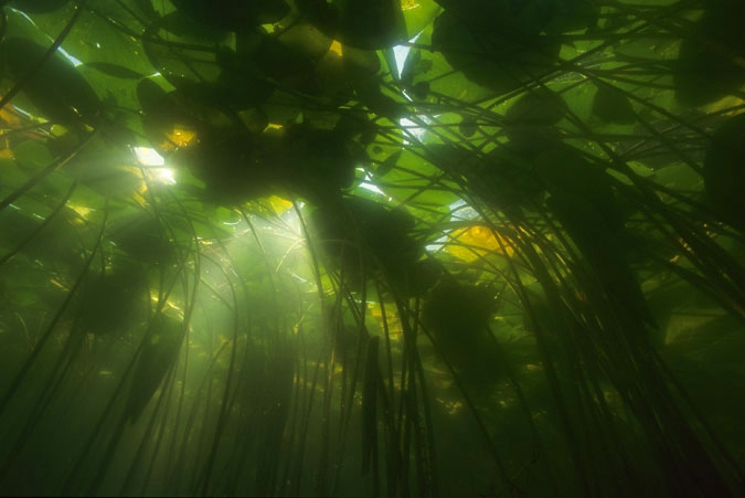 Beneath the Yellow Water-lily 