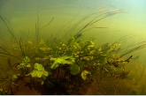 Waterplants in the brook