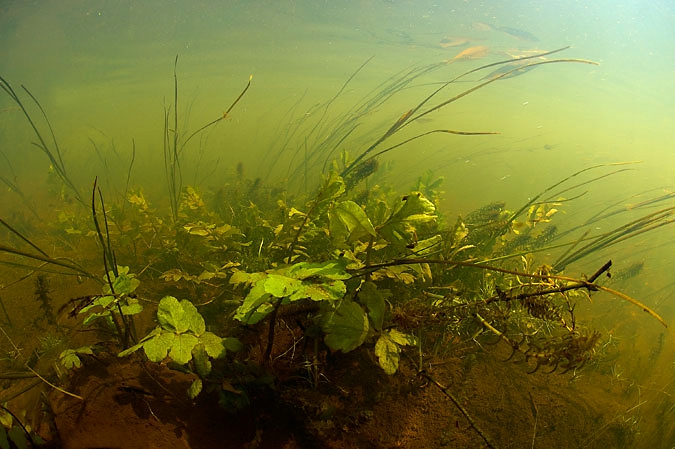 Waterplants in the brook