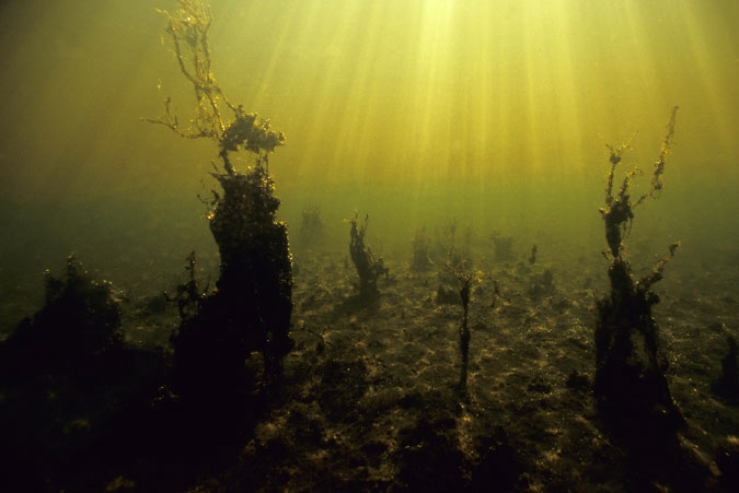 Algae landscape in autumn