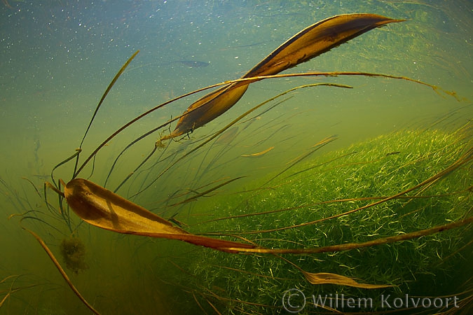 Drijvend fonteinkruid (Potamogeton natans).