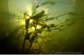 Gele waterkers (Rorippa amphibia) in tegenlicht.