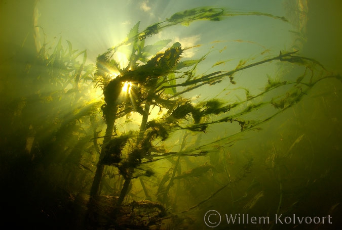 Gele waterkers (Rorippa amphibia) in tegenlicht.