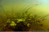 Waterplanten in het Amerdiep.