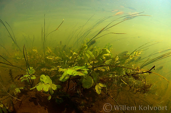 Waterplanten in het Amerdiep.