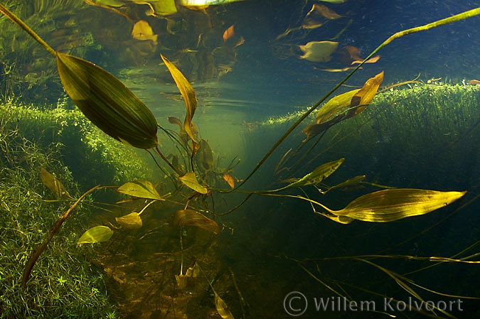 Drijvend fonteunkruid (Potamogeton natans ).