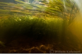 Floating Sweet-grass and Starwort in the brook