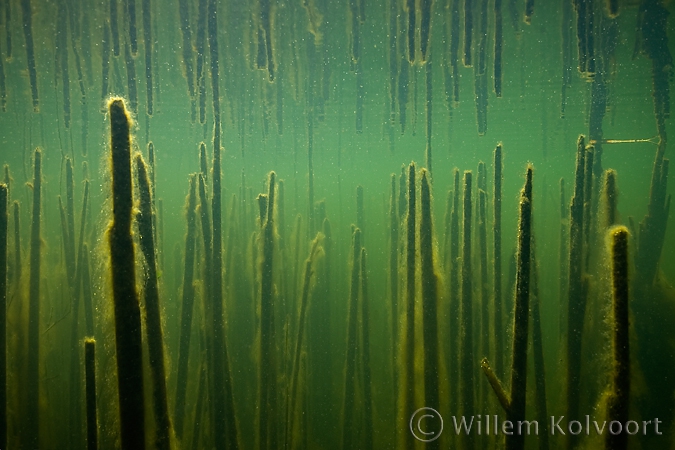 Bulrush landscape