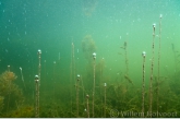 Waterpest met zuurstofbelletjes.