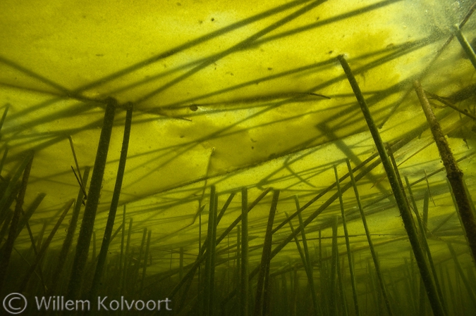 Biezen prikken door de bealgde waterspiegel.