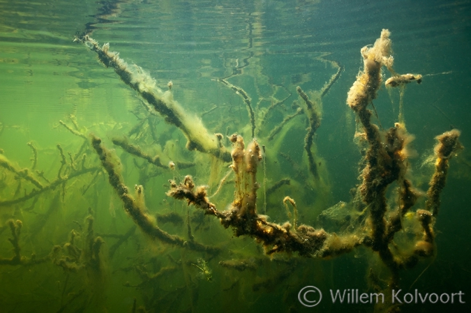 Branches with Algae