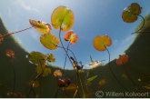 Fringed Water-lily ( Nymphoides peltata ) and mill