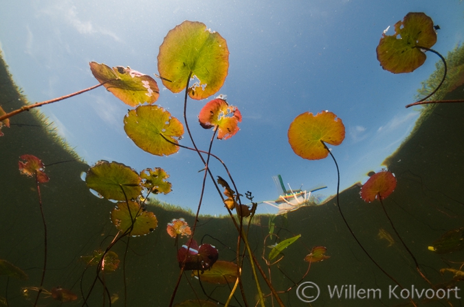 Watergentiaan (Nymphoides peltata) met molen.