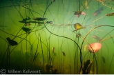 Landscape with White Water-lily