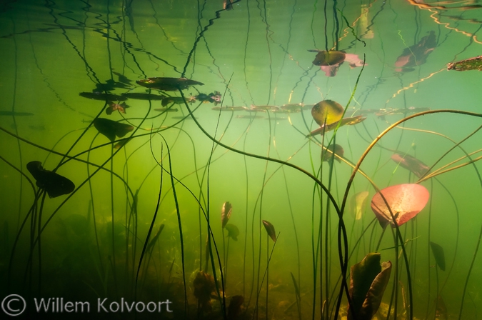 Waterlelielandschap ( Nymphaea alba).