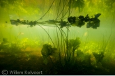 Landscape with Yellow Water-lily